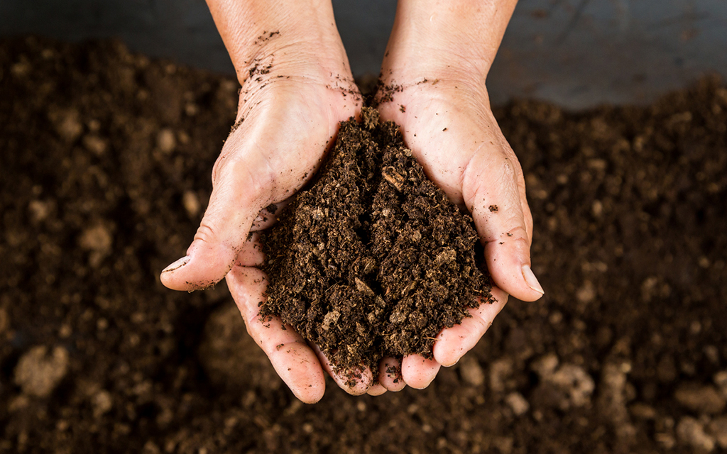 Close up hand holding soil peat moss